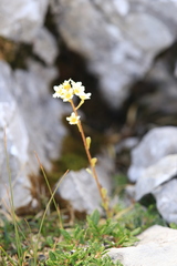 Saxifraga paniculata