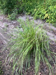 Coleataenia rigidula