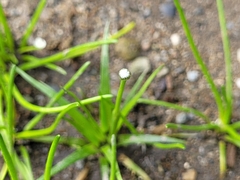 Eriocaulon parkeri