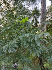 Prosopis juliflora