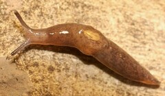 Deroceras panormitanum