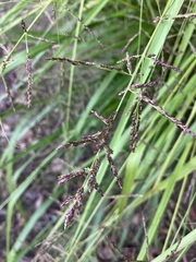 Coleataenia rigidula