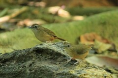 Malacocincla abbotti