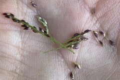 Coleataenia rigidula