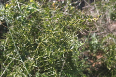 Azima tetracantha