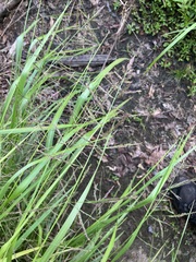 Coleataenia rigidula