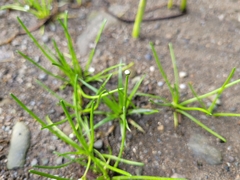 Eriocaulon parkeri
