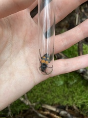 Nicrophorus vespilloides