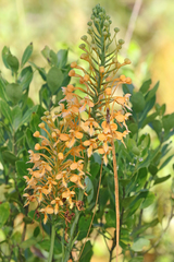 Platanthera ciliaris