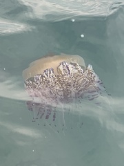 Cotylorhiza tuberculata