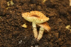 Lepiota xanthophylla