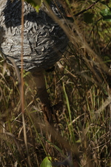 Dolichovespula media