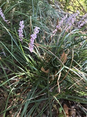Liriope