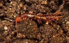 Lithobius lapidicola