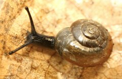 Oxychilus navarricus