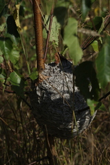 Dolichovespula media