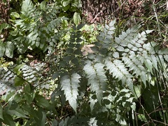 Aralia bipinnata