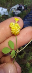 Trifolium campestre