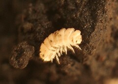 Reductoniscus costulatus