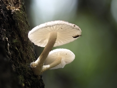 Oudemansiella