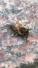 Apis mellifera