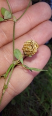Trifolium campestre