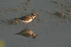 Charadrius semipalmatus