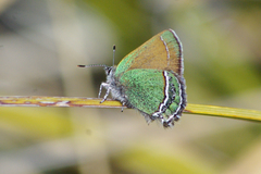 Callophrys mcfarlandi