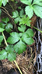 Cryptotaenia canadensis