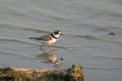 Charadrius semipalmatus