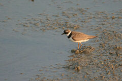 Charadrius semipalmatus