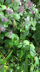 Clinopodium vulgare