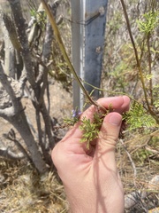 Lavandula canariensis image