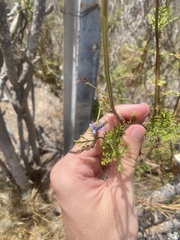 Lavandula canariensis subsp. canariensis image