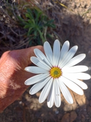 Dimorphotheca nudicaulis