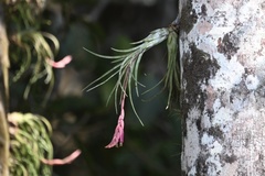 Tillandsia paraensis