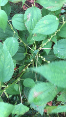 Boehmeria cylindrica