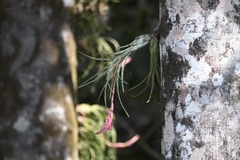 Tillandsia paraensis