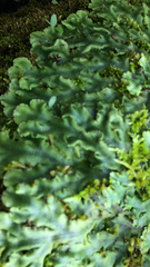 Marchantia polymorpha