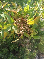 Pistacia atlantica mutica