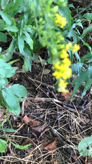 Solidago ulmifolia