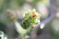 Sarcopoterium spinosum