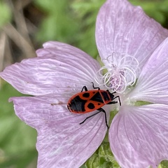 Pyrrhocoris apterus