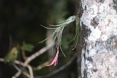 Tillandsia paraensis