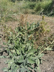 Anchusa