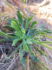 Dimorphotheca nudicaulis