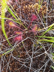 Drosera intermedia