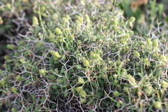 Sarcopoterium spinosum