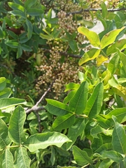Pistacia atlantica mutica
