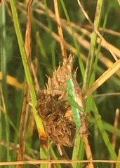 Conocephalus dorsalis